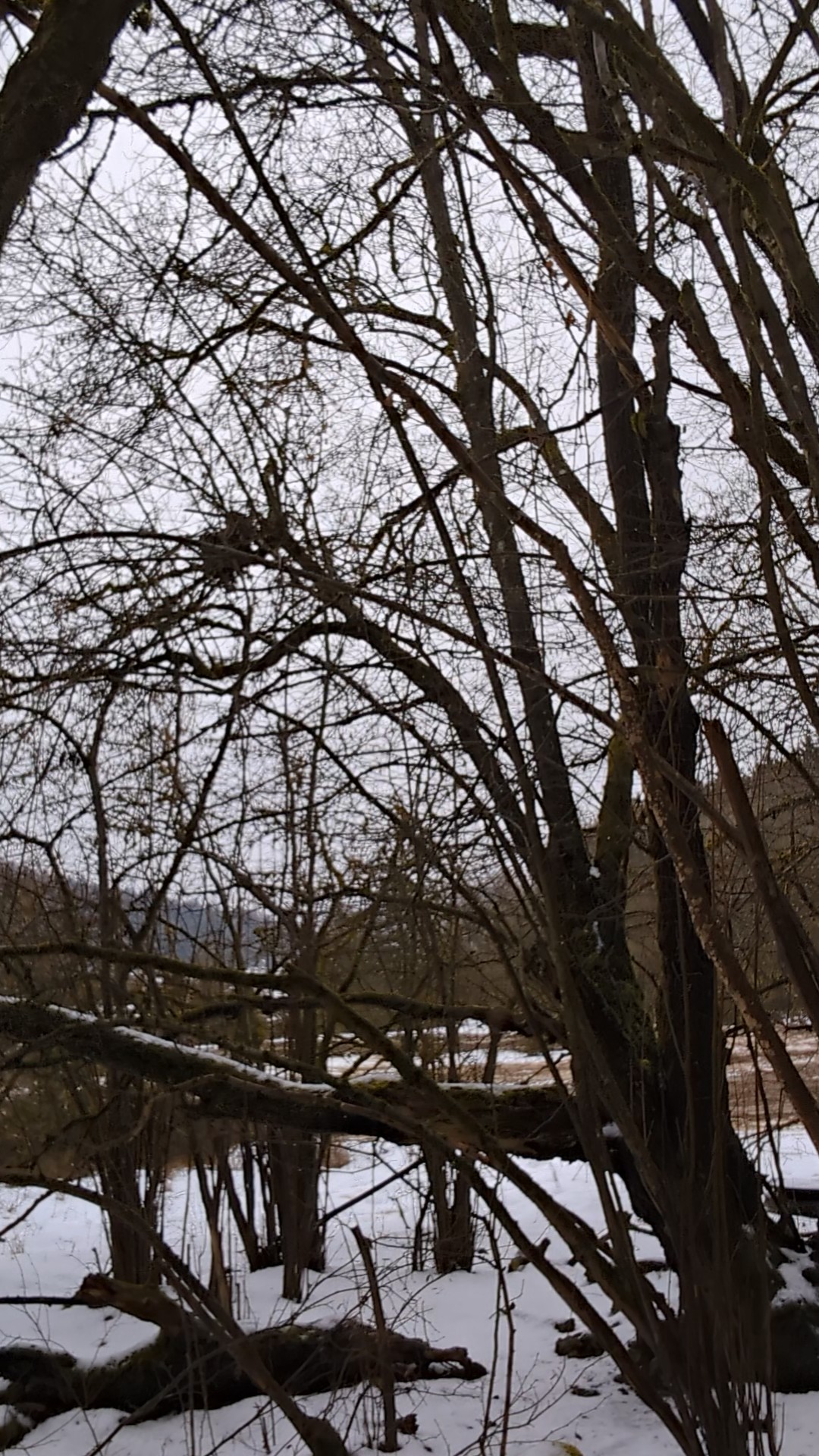 Winter portrait 1: Snow, cold, frost, wintertime, seasonal, outdoor.